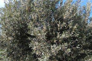 Terreno agricolo di 3800 mq + 100 piante di ulivet