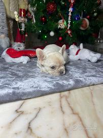 Cuccioli di bulldog francese lilac tan platinum