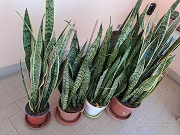 vasi di sanseverie 