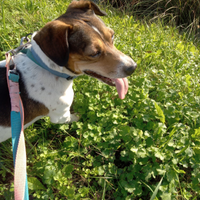 Cane taglia medio-piccolo, meticcio Jack Russell
