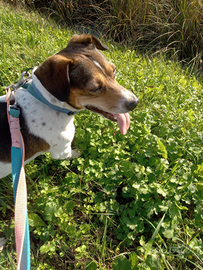 Cane taglia medio-piccolo, meticcio Jack Russell