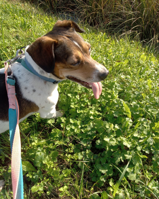 Cane taglia medio-piccolo, meticcio Jack Russell