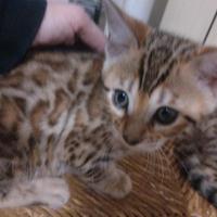 Disponibili due gattine Bengala #pedegree#breeding