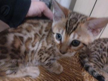 Disponibili due gattine Bengala #pedegree#breeding