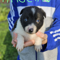 Cuccioli di borden collie