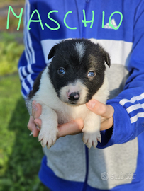 Cuccioli di borden collie