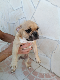 Bulldog francese