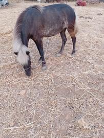 Pony