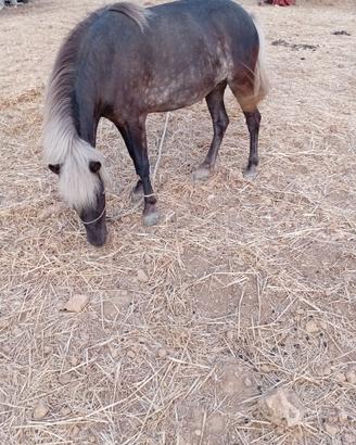 Pony