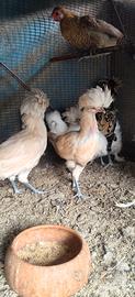 Galline padovane coppia