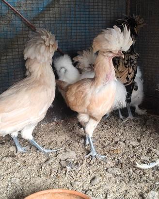 Galline padovane coppia