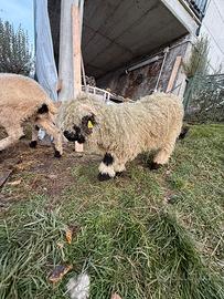 Muso nero del Vallese