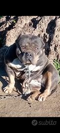 American bully