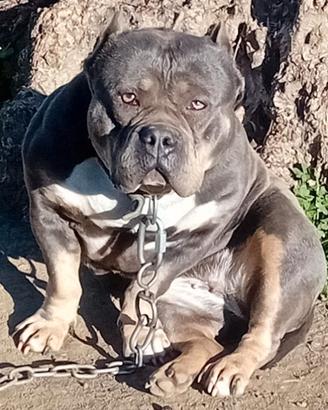 American bully