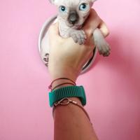 Cuccioli di Canadian Sphynx