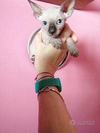 Cuccioli di Canadian Sphynx