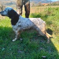 Setter inglese Fendi Della Cesinola