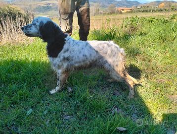 Setter inglese Fendi Della Cesinola