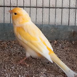 Canarino giallo maschio