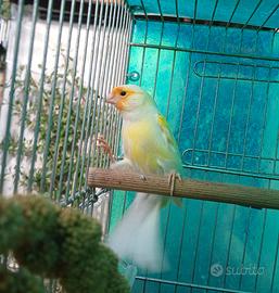 Canarino giallo mosaico maschio