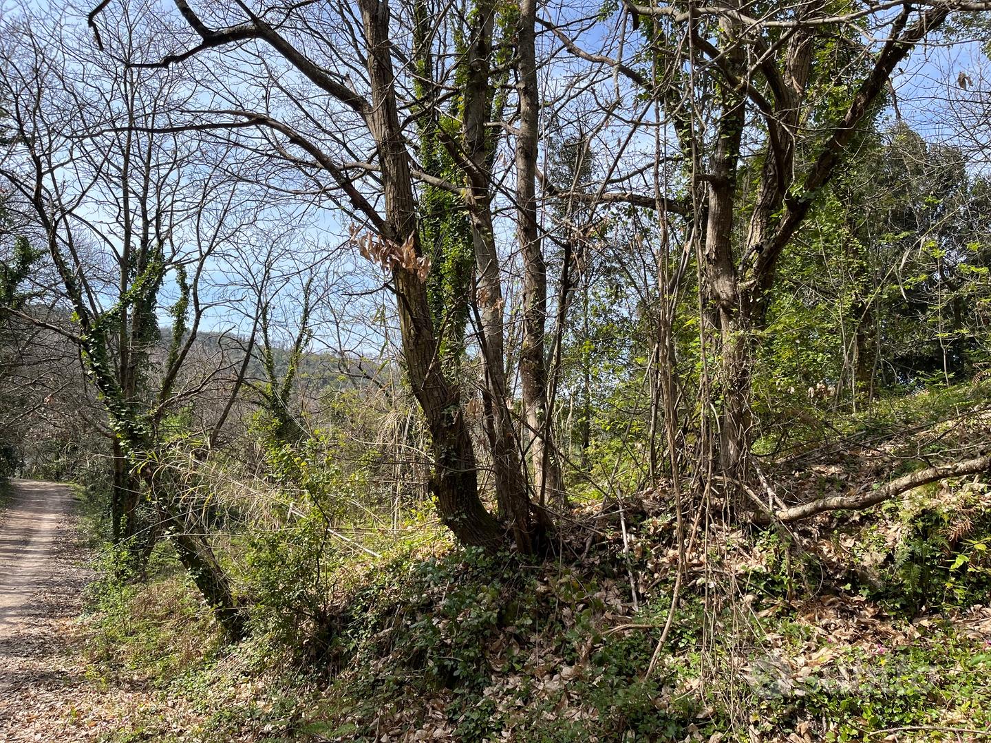 Terreno agricolo con rudere rurale Chianni (PI) - Vista 4