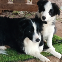 Cuccioli border collie
