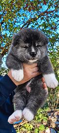 Akita inu 
