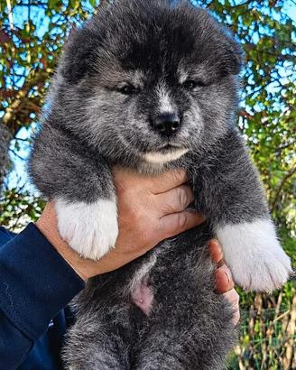 Akita inu 
