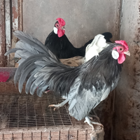 Galline bantam