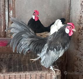 Galline bantam