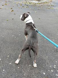 Amstaff blue per monta