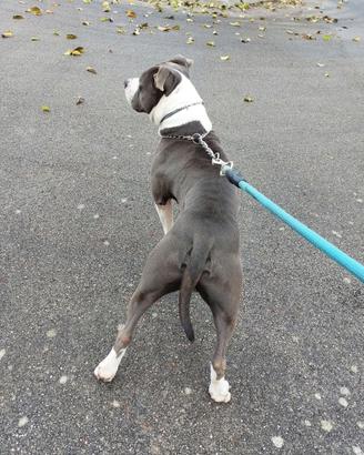 Amstaff blue per monta