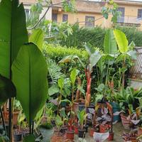 piante per giardino, terrazzo 