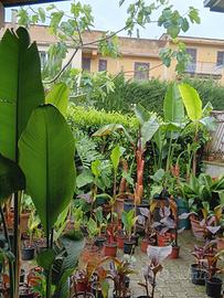 piante per giardino, terrazzo 