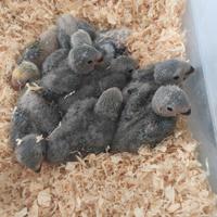 Pappagalli inseparabili allevati a mano