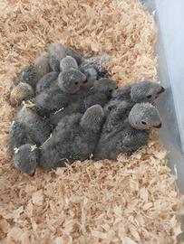 Pappagalli inseparabili allevati a mano