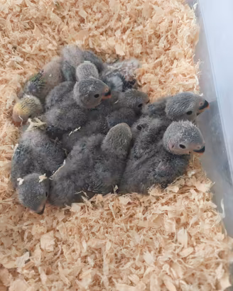 Pappagalli inseparabili allevati a mano