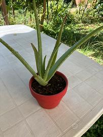 Aloe vera