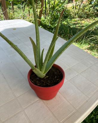 Aloe vera
