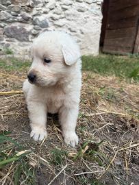 Cuccioli di Pastore Abruzzese Maremmano