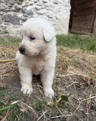 Cuccioli di Pastore Abruzzese Maremmano
