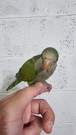 Pullo di parrocchetto Monaco parlante svezzato