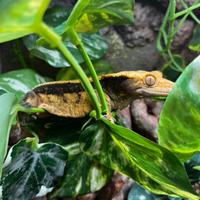 Geco ciliatus + terrario allestito