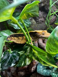 Geco ciliatus + terrario allestito