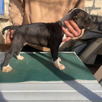 Cuccioli american Staffordshire terrier Amstaff