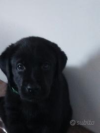 Cucciolata labrador neri