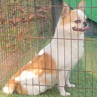 Chihuahua maschio Toy