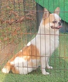 Chihuahua maschio Toy