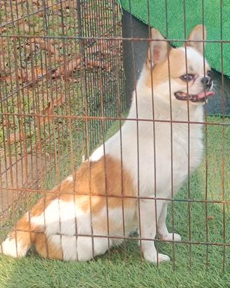 Chihuahua maschio Toy