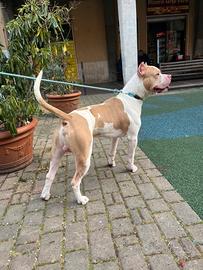 American Bully XXL